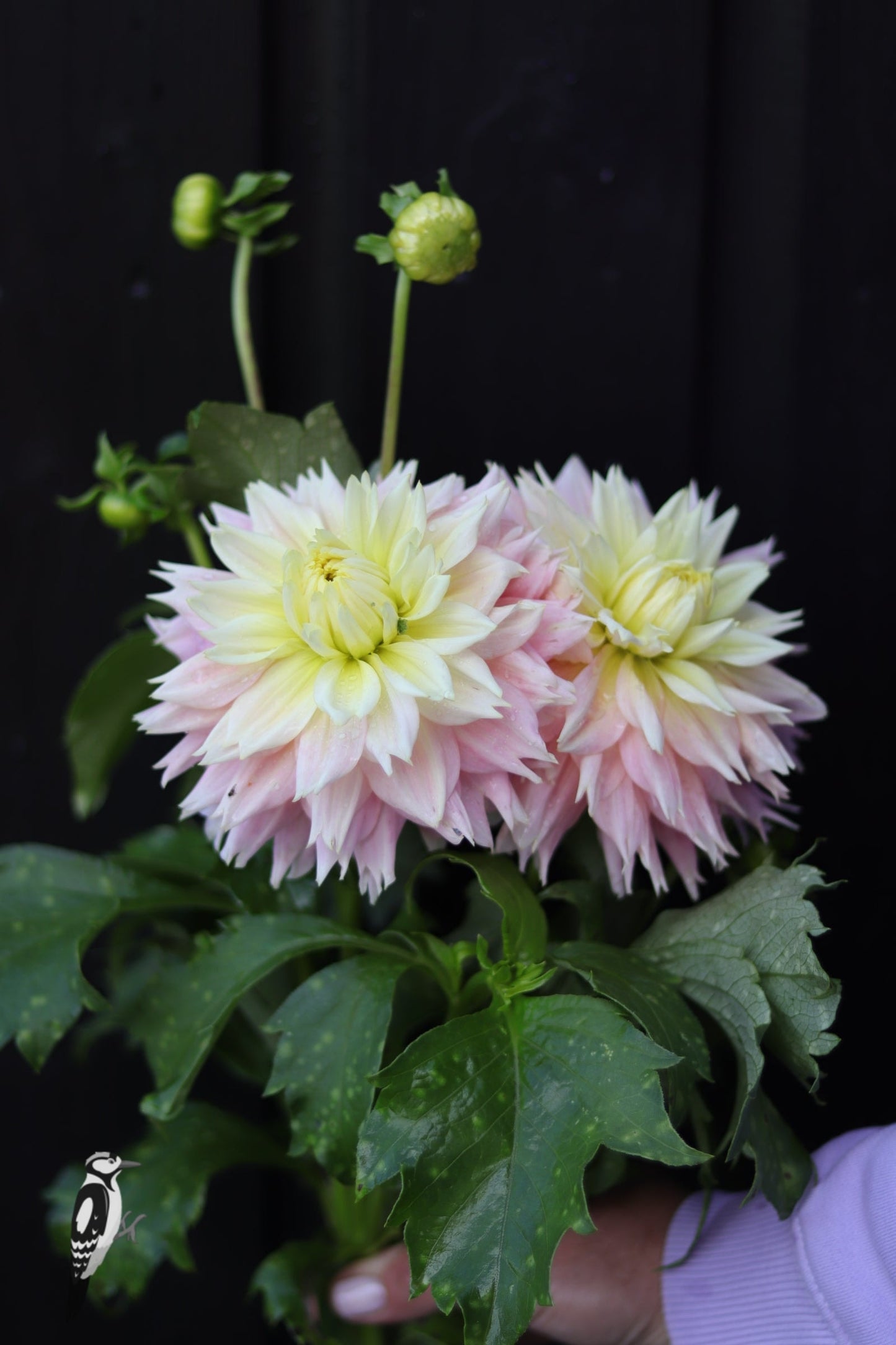 Dahlia Just Married