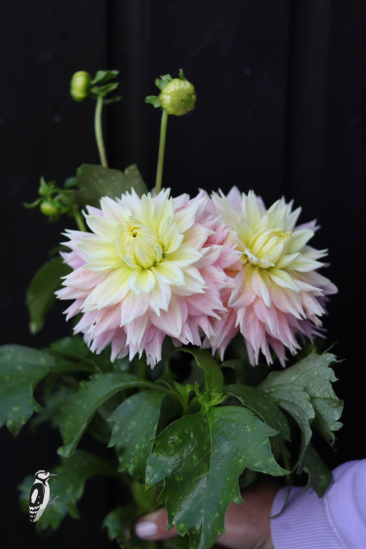 Dahlia Just Married