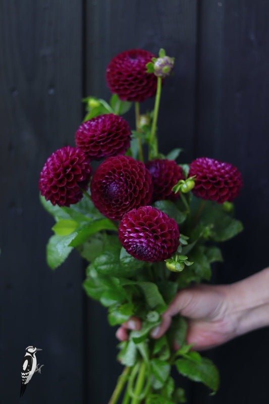 Dahlia Downham Royal