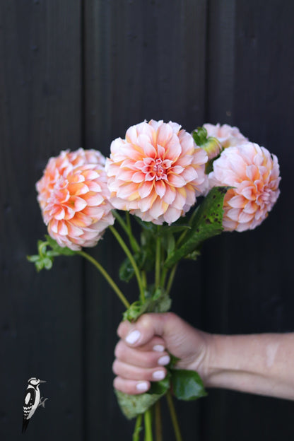 Dahlia Peaches