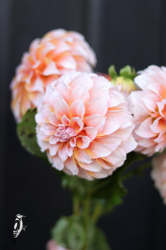 Dahlia Peaches