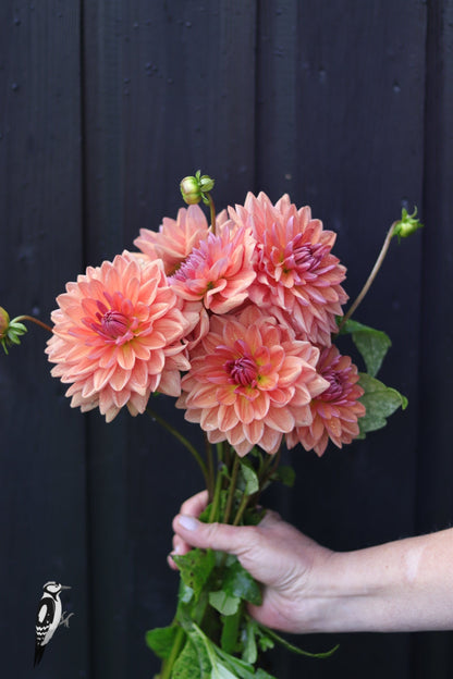 Dahlia Dutch Pearl