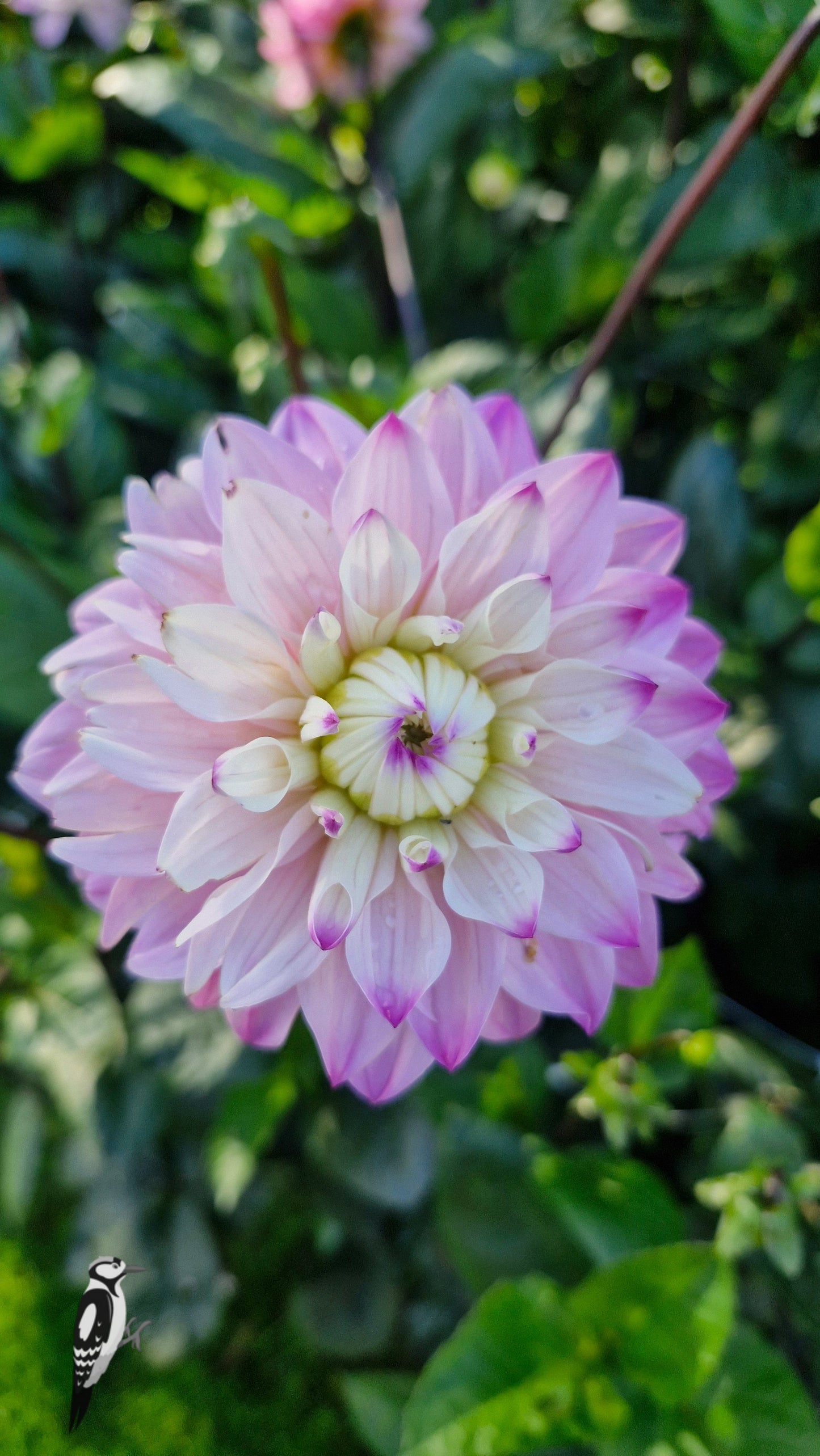 Dahlia Karma Prospero