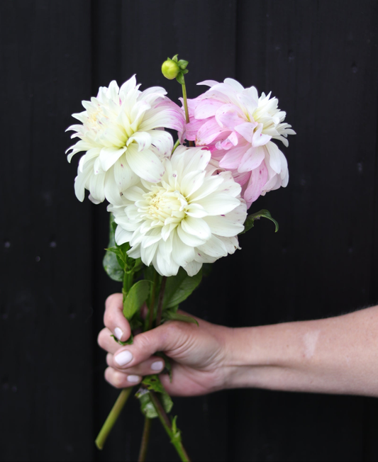 Dahlia Pink Petticoat