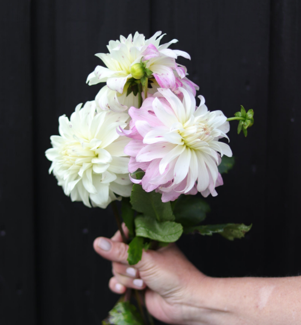 Dahlia Pink Petticoat