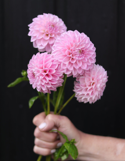 Dahlia Sweet Fabienne