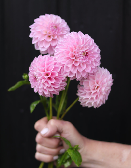 Dahlia Sweet Fabienne