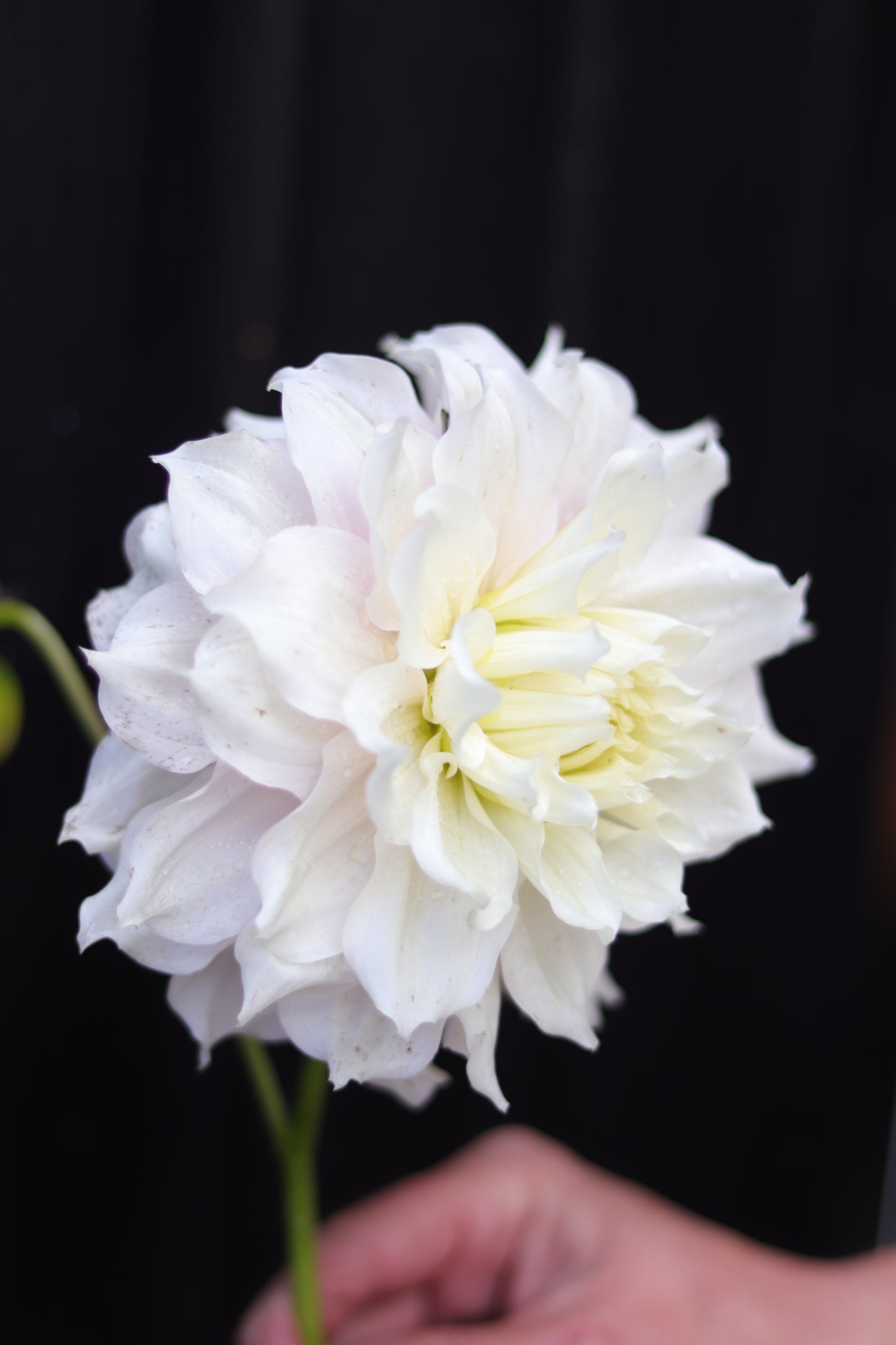 Dahlia Gitt's Perfection