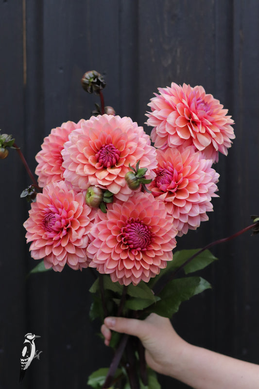 Dahlia Sweet Sanne