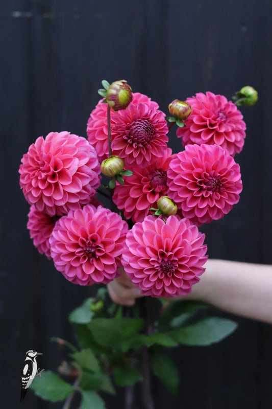 Dahlia Bazuin Pink