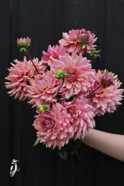 Dahlia La Belle Epoque