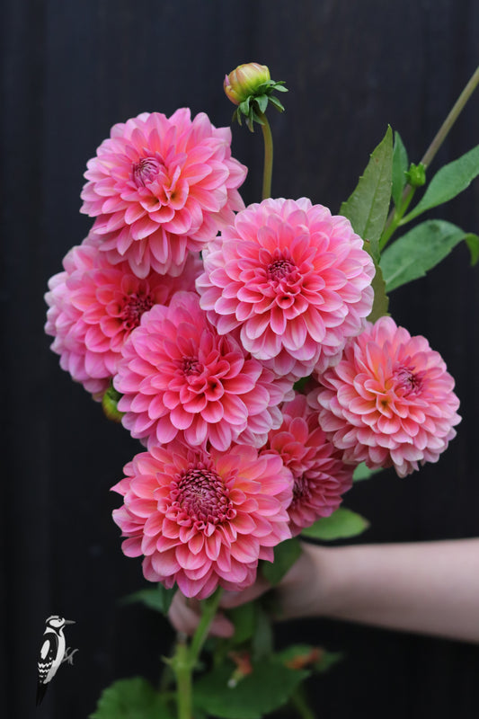 Dahlia Pink Runner