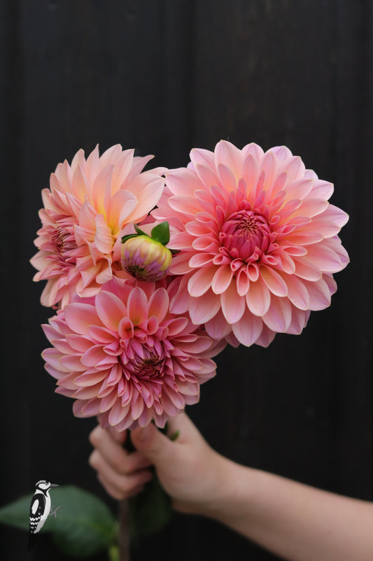 Dahlia Beauty Queen