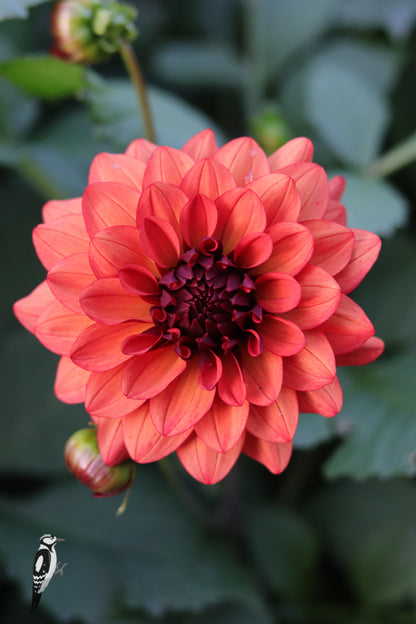 Dahlia Missis Miley