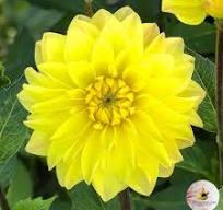 Dahlia American Sun