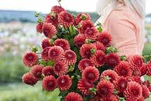 Dahlia Brown Sugar
