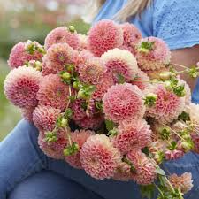 Dahlia Jowey Nicky