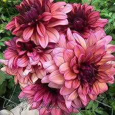 Dahlia Molly Raven