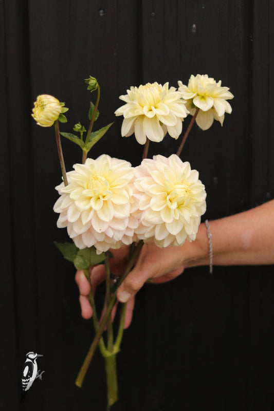 Dahlia Elliot