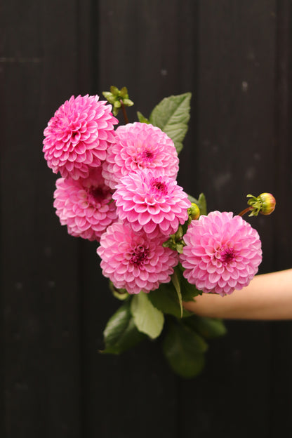 Dahlia Chicago