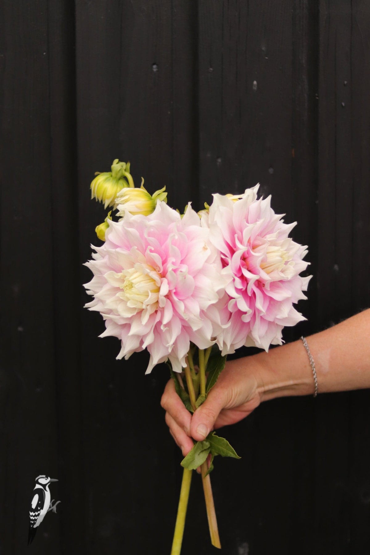 Dahlia Gitt's Perfection
