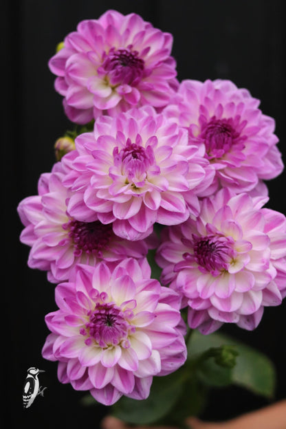 Dahlia Mediterranee
