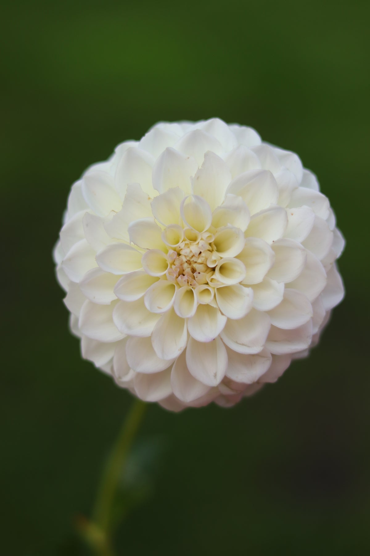 Dahlia Boom Boom White