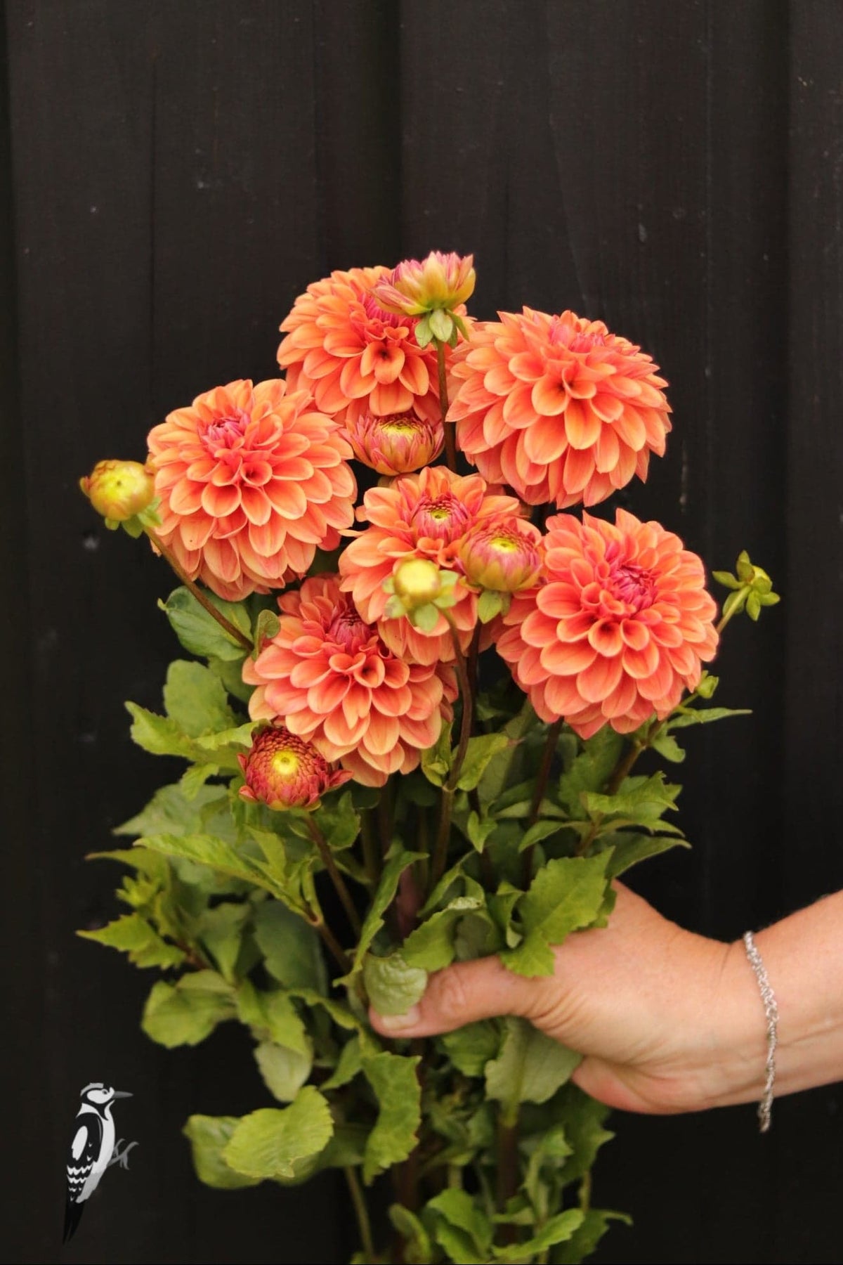 Dahlia Iced Tea