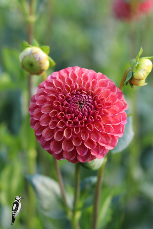 Dahlia Hapet Coppery