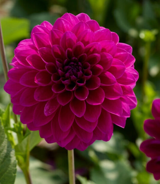 Dahlia Randy Crawford