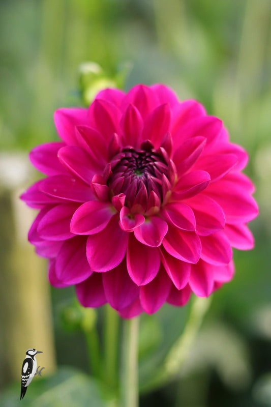 Dahlia Candy Time