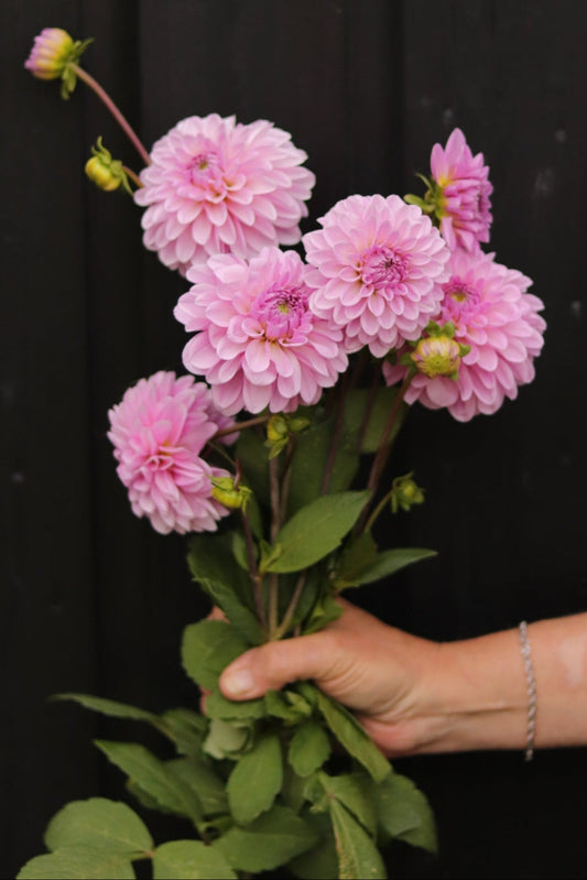 Dahlia Bazuin Lavender