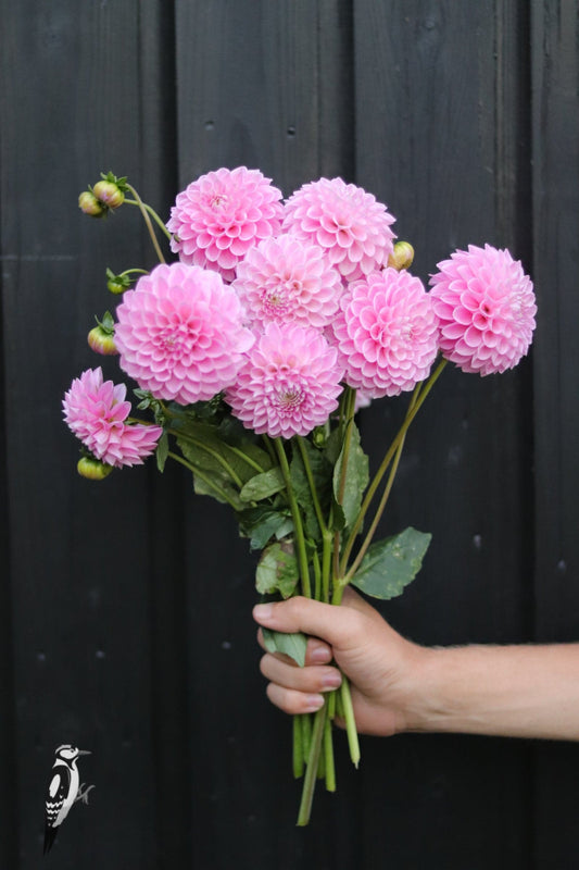 Dahlia Sweet Fabienne