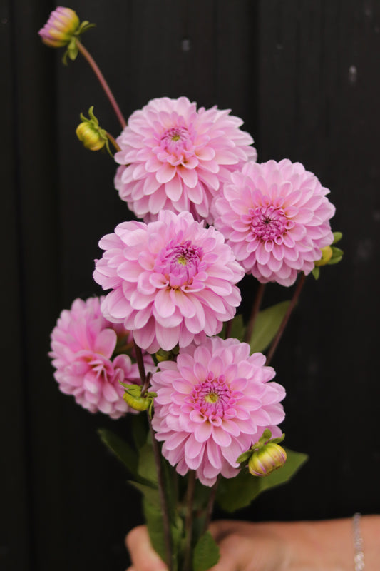 Dahlia Bazuin Lavender