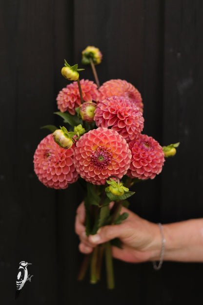 Dahlia Hapet Coppery
