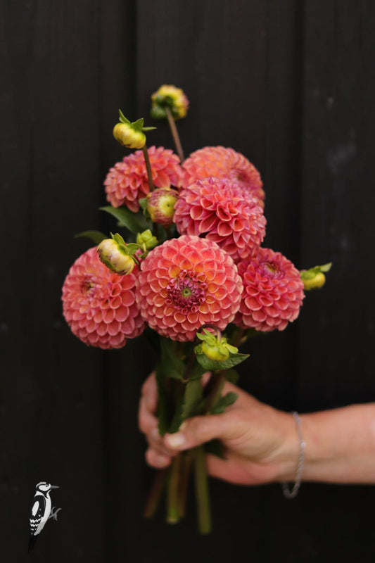 Dahlia Hapet Coppery