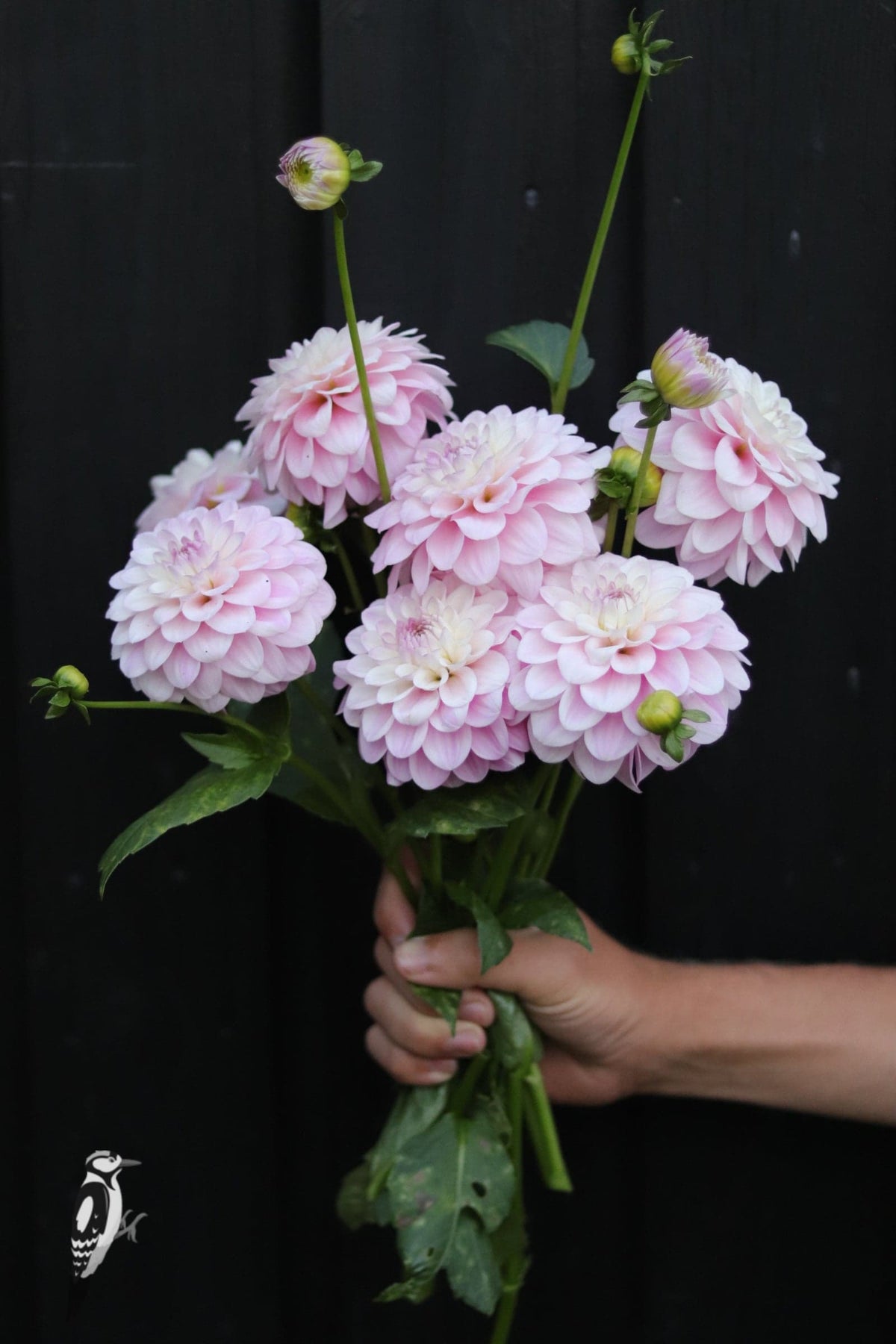 Dahlia Sefton Silvertop