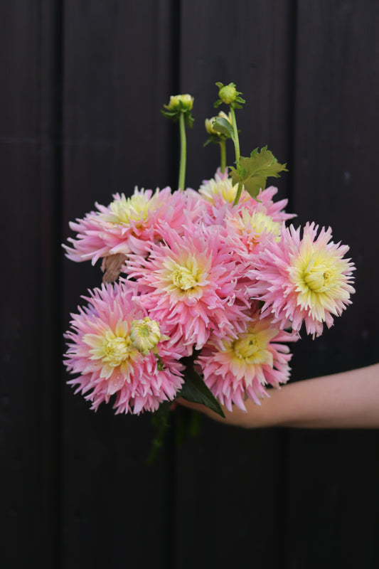 Dahlia Just Married