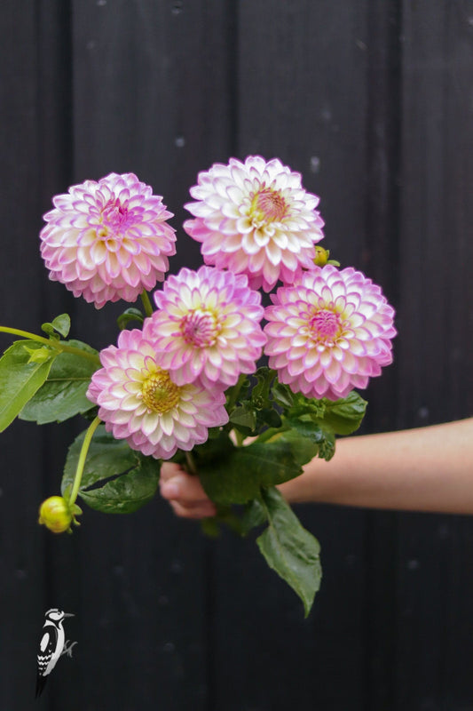 Dahlia Arbatax