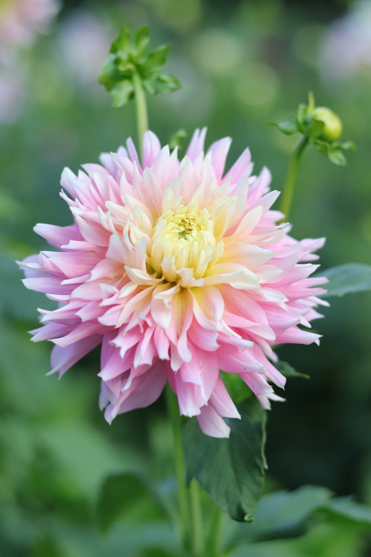 Dahlia Just Married