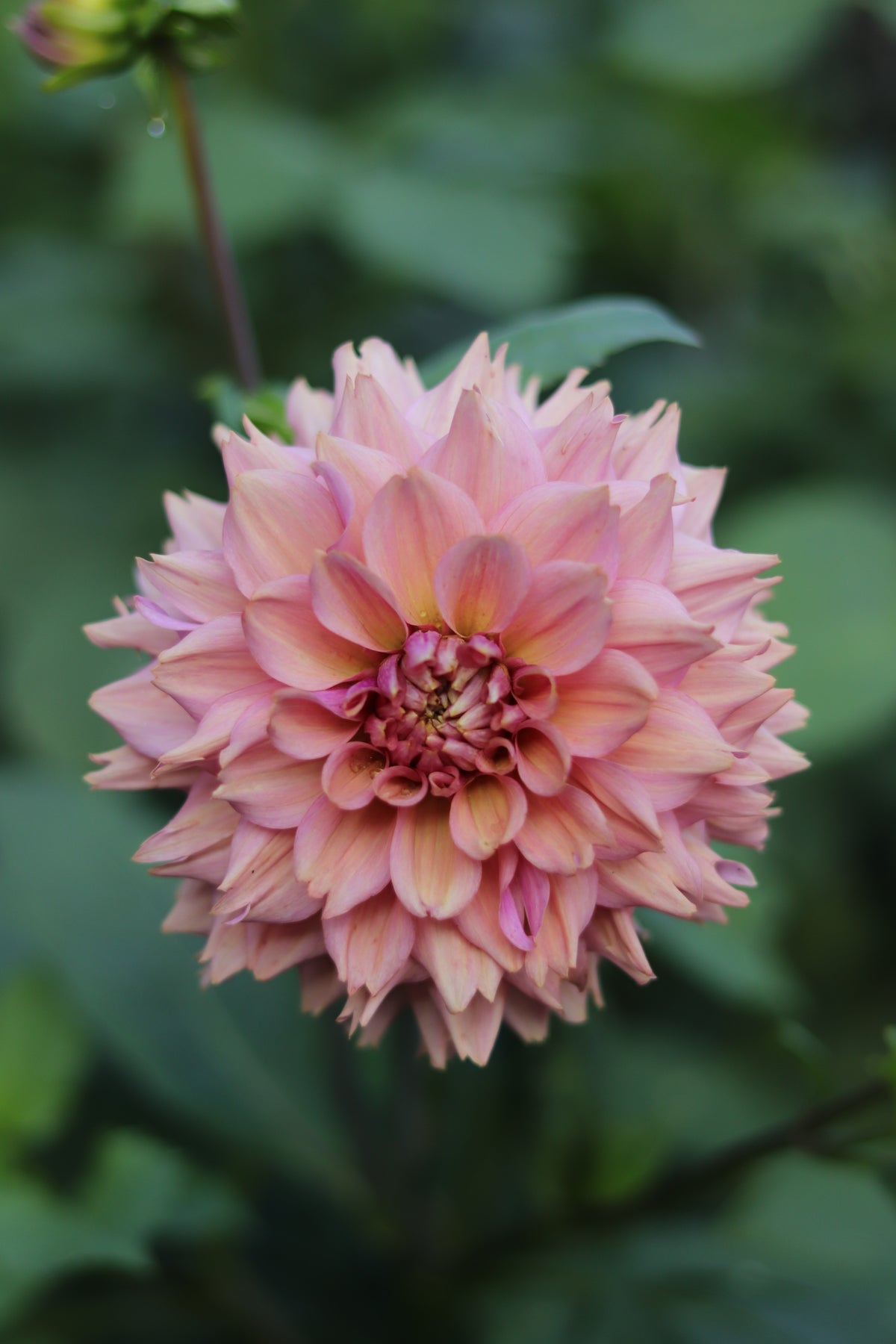Dahlia La Belle Epoque