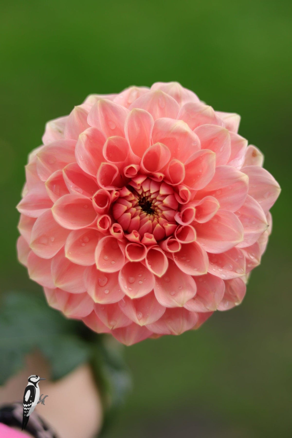 Dahlia Romance