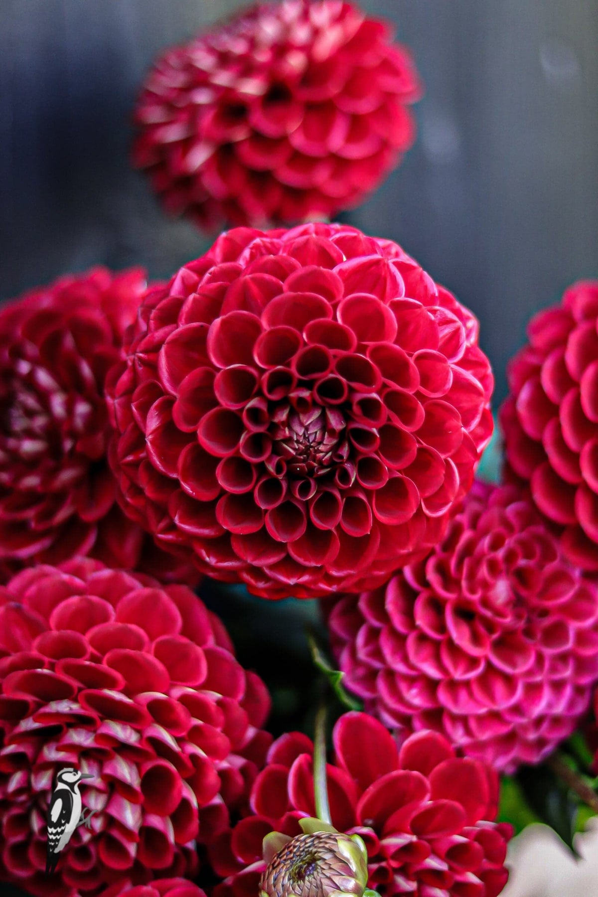 Dahlia Cornel