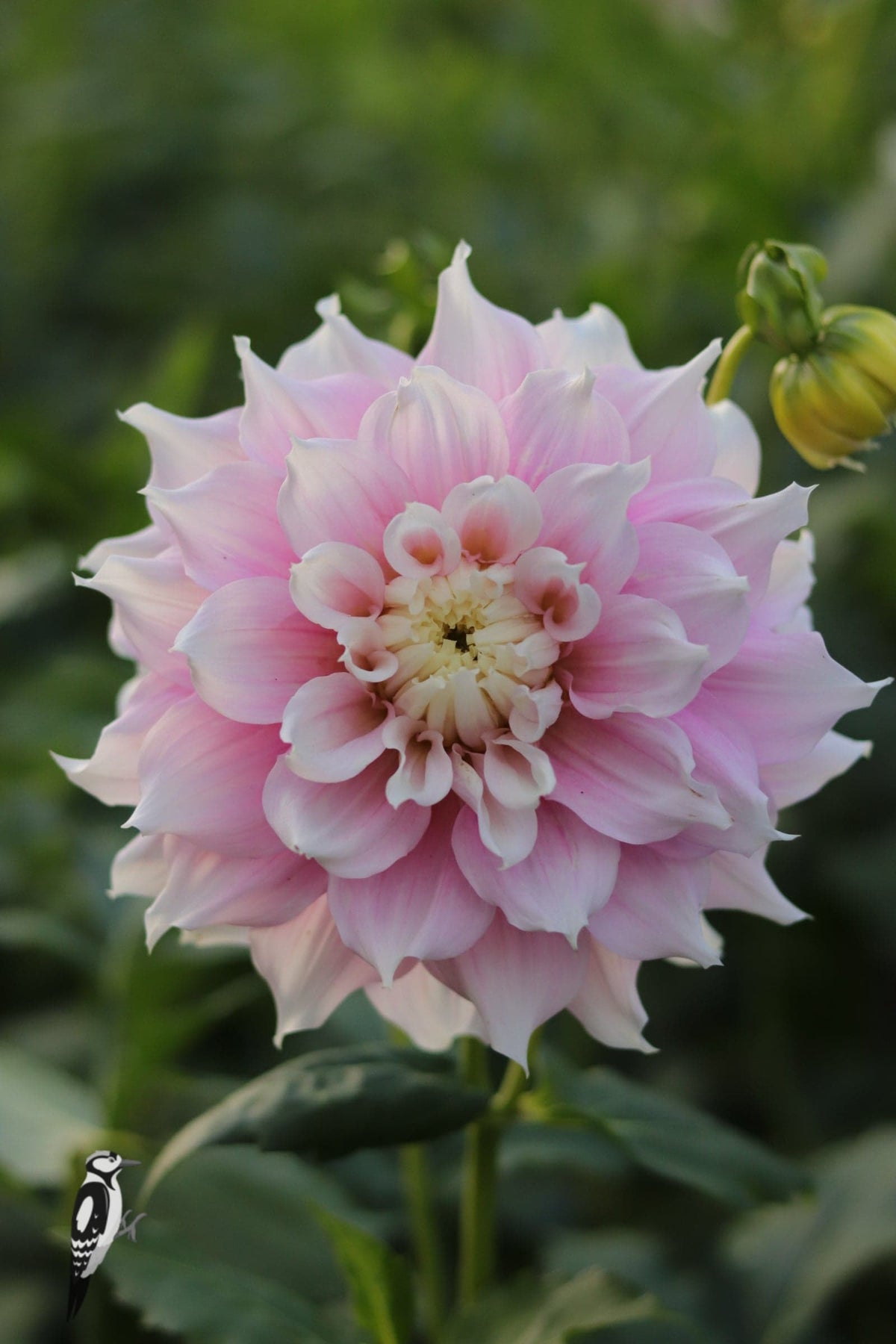 Dahlia Gitt's Perfection
