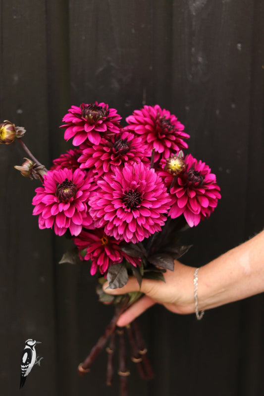 Dahlia Jennifer Mary Ellen