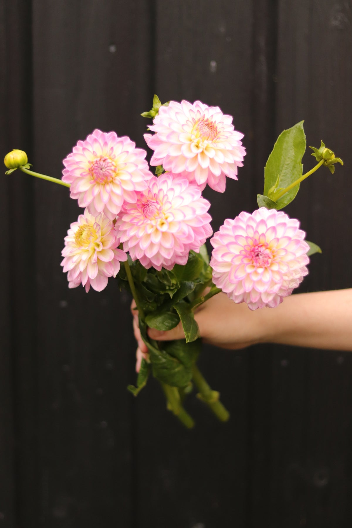 Dahlia Arbatax