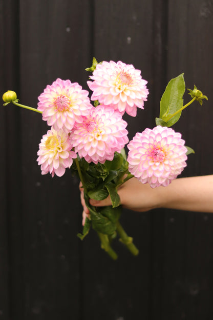 Dahlia Arbatax