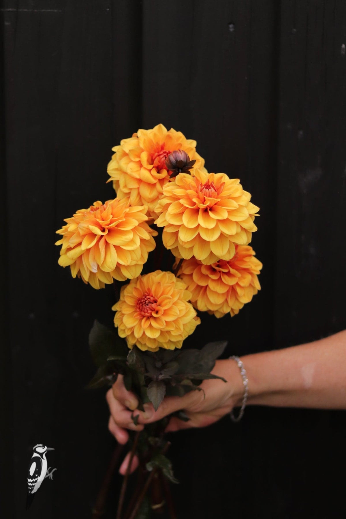 Dahlia David Howard