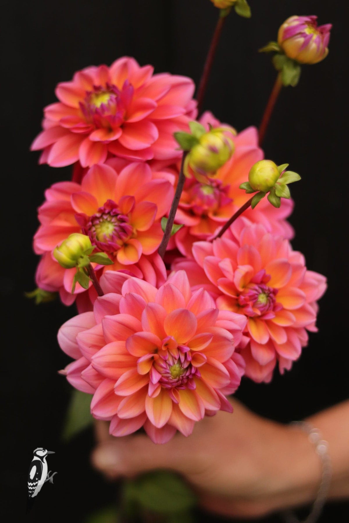 Dahlia Great Silence