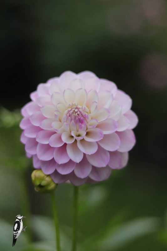 Dahlia Sefton Silvertop